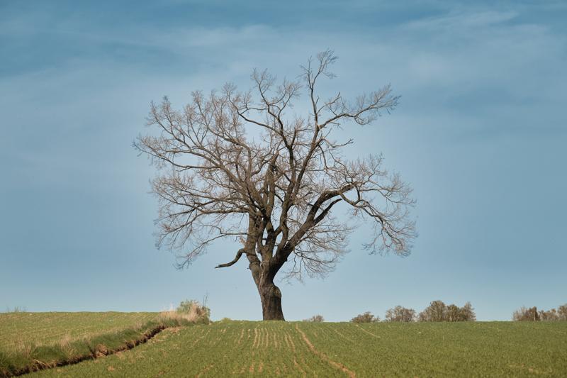 Krajobraz samotne drzewo pole wiosna — fotografia Maciej Zawiasa
